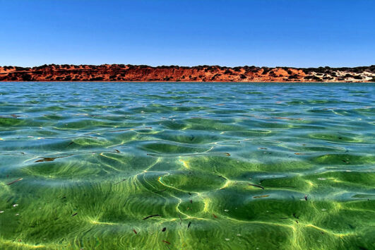 shark bay catamaran